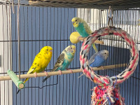 Adult budgies available!