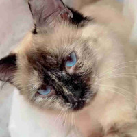 2 Female ragdoll / Siamese one year old 