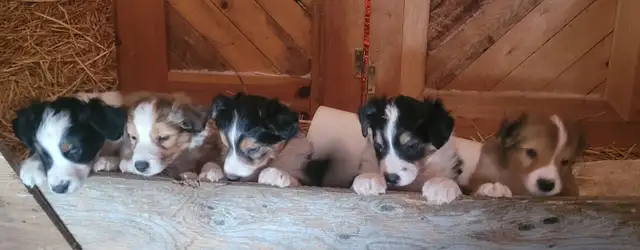 Only one left in Dogs & Puppies for Rehoming in Kitchener / Waterloo - Image 5