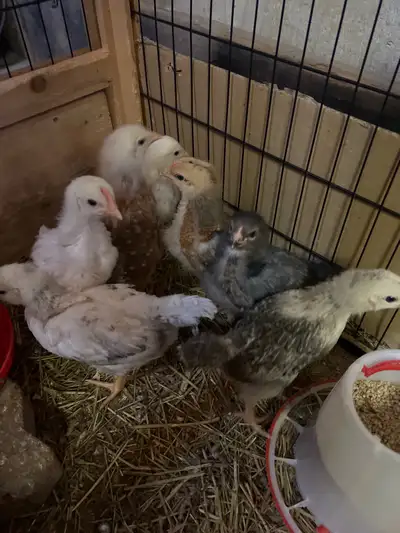 1 month old chicks, View more