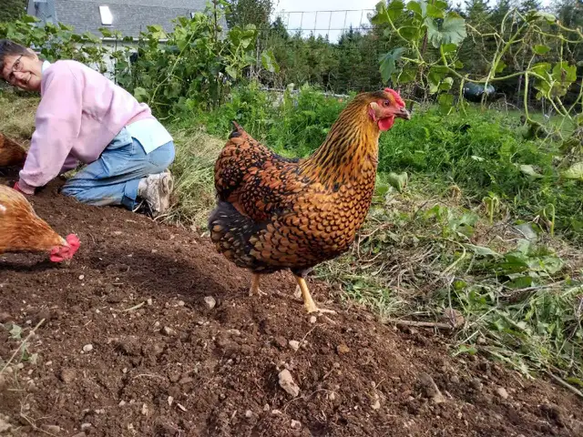 Chicken hatching eggs in Livestock in Saint John - Image 5