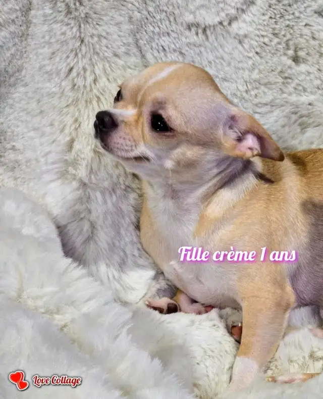 CHIHUAHUA MALE/2FEMELLE DÉNIERE PORTÉ D QUALITÉ/2 FRENCHTON MALE in Dogs & Puppies for Rehoming in City of Montréal - Image 4