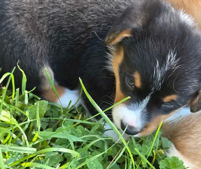 Chiots Corgi Pembrooke Welsh in Dogs & Puppies for Rehoming in Longueuil / South Shore - Image 9