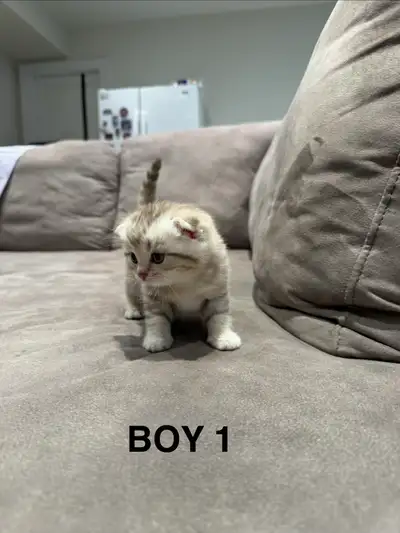 Scottish Fold Kittens for Adoption, View more