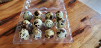 Feeder quail eggs