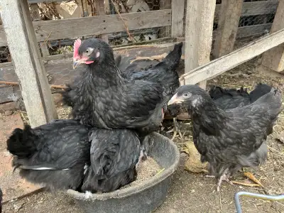 Young standard Cochin chickens , View more