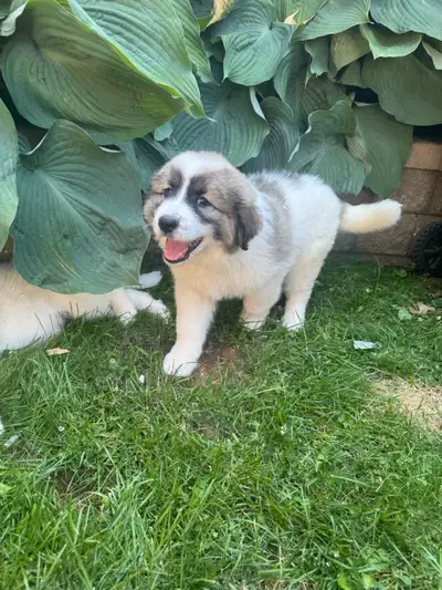 Great Pyrenees  Puppies ONE LEFT, View more