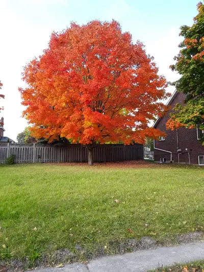 Cobourg Lot for Sale Ideal In town residential lot in Cobourg's Heritage District. Just off College...