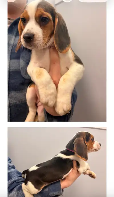 Beagle Puppies for SALE - PURE BREAD, View more