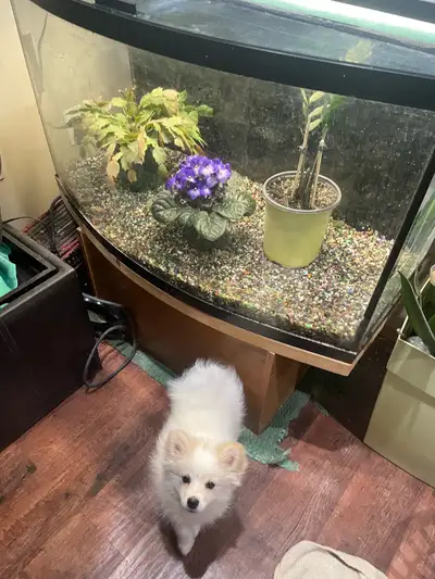 55 gallon no leaks have fish guppies and two 3-4” pleco. Heater, gravel, air pump, filter, chemicals...