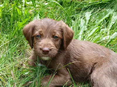 Brindle Labradoodle Puppies** Updated **, View more