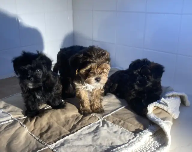 yorkipoo (Yorkshire mixe) in Dogs & Puppies for Rehoming in Drummondville - Image 3