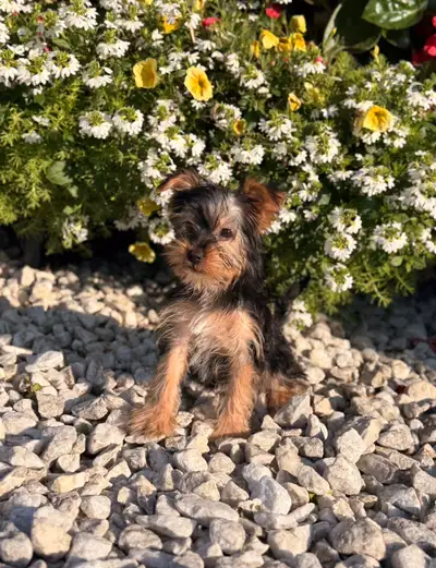 Yorkshire Terrier puppies , View more