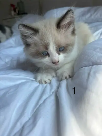 Chaton 1 : Mâle Chaton 2: Mâle Chaton 3: Femelle Chaton 4: Femelle Chaton 5: Femelle 200 chacun