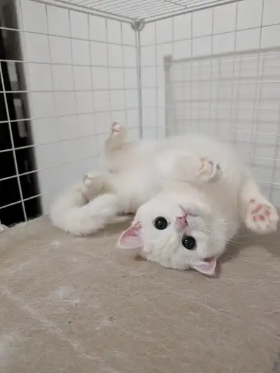$500/each cat for sale, View more