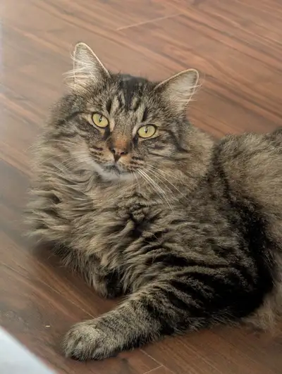 Rehoming outdoor male cat, View more