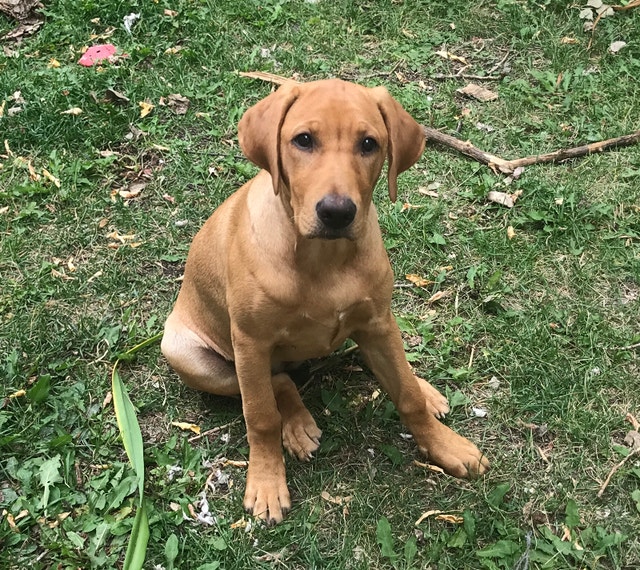 Beautiful 4 & 1/2 month old lab rare golden rust color | Dogs & Puppies ...