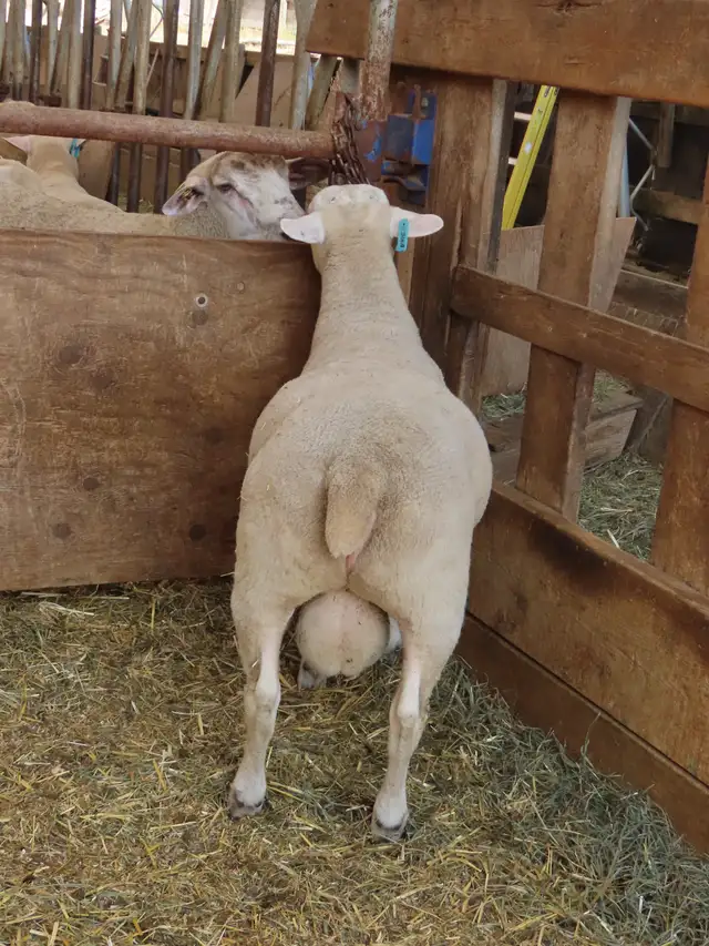 Two registered Texel ram lambs left at the farm. in Livestock in Vernon - Image 6