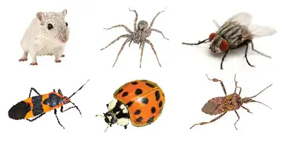 Tired of unwanted guests in your home? I offer a comprehensive pest control service targeting flies,...