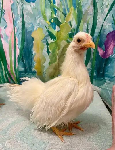 ISO LOOKING for silkie serama rooster , View more