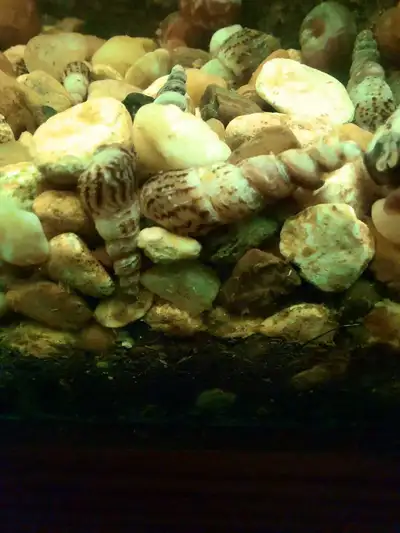aquarium  snails, View more