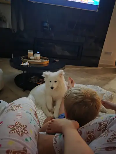 Samoyed Puppy, View more