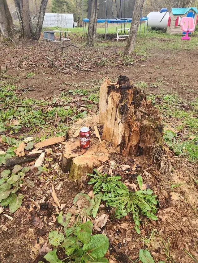 Stump Removal475477991322429443