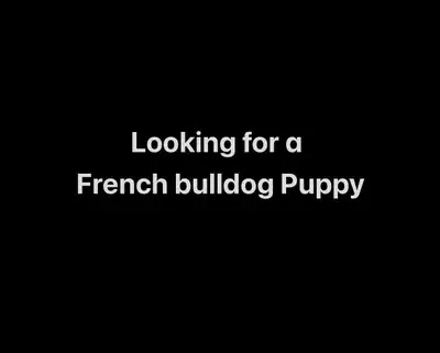 wanted!!! French bulldog  puppy, View more