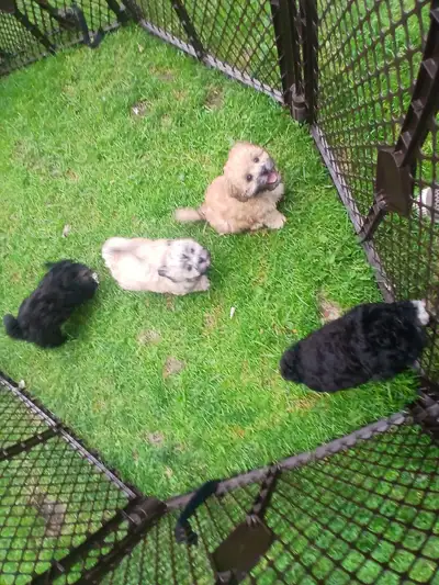 Shipoo puppies to rehome, View more