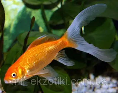 gold fish free , View more