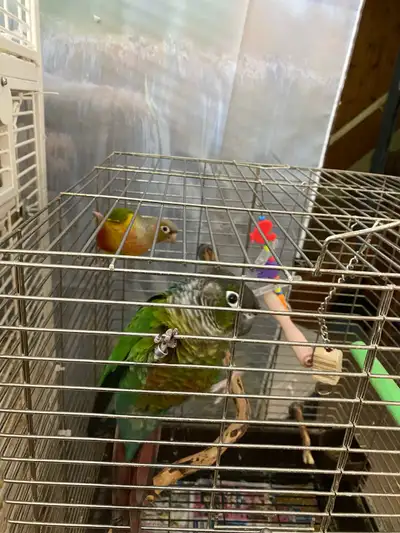 Conure Pair, View more