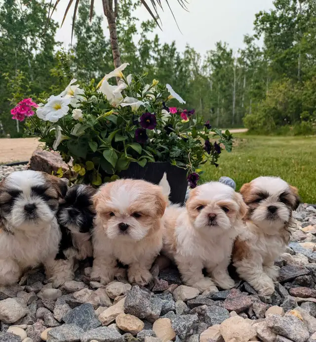 ❤️ Beautiful Shih Tzu Puppies ❤️ Ready to go today! in Dogs & Puppies for Rehoming in Winnipeg - Image 7