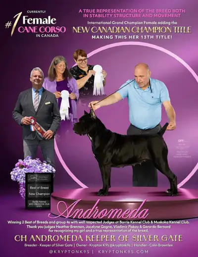 Titled & Tested Ontario/Canada Cane Corso Breeder, View more