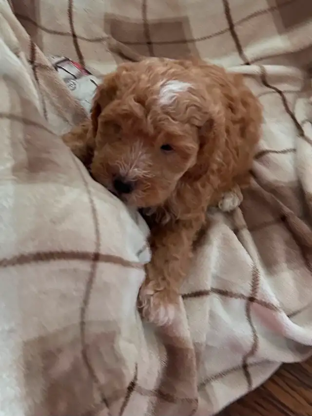 Beautiful Cavapoo Puppies in Dogs & Puppies for Rehoming in Markham / York Region - Image 12