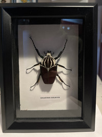 Goliath Beetle