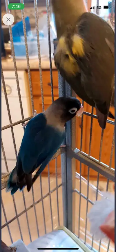 Beautiful lovebird males! Can come with cage if needed! Come with feed. $175 for both or $90 each
