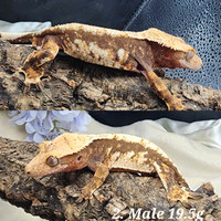 Whole sale lot crested geckos 