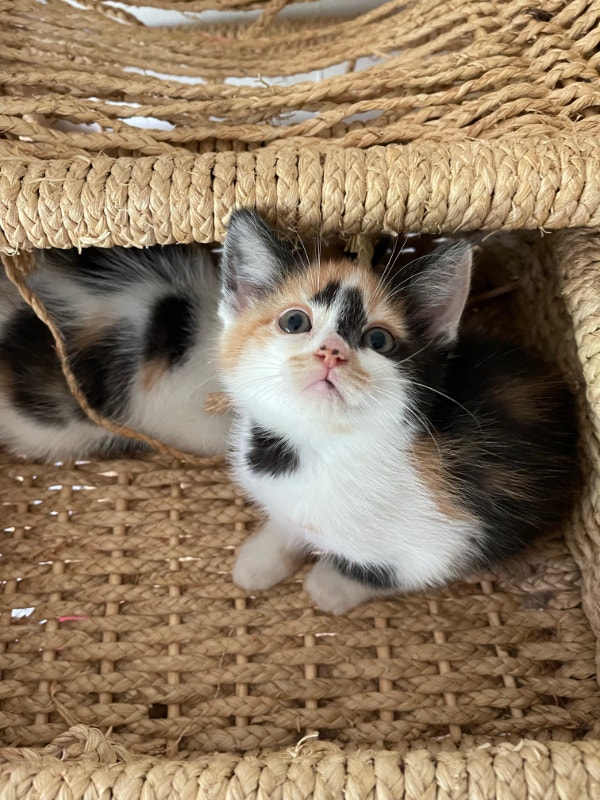 Smart and Adorable ragdoll mix girl kittens | Cats & Kittens for