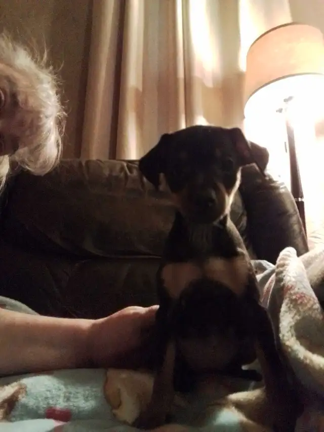 min pin puppies in Dogs & Puppies for Rehoming in Owen Sound - Image 7
