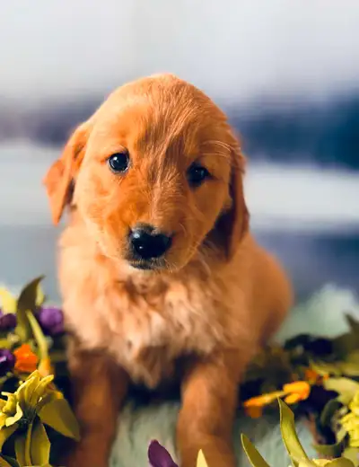 We are delighted that are beautiful Golden Retriever Puppies are available to go to their forever ho...