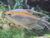 Urgent! 6" male bristlenose Pleco, 6" black Angelfish, and more