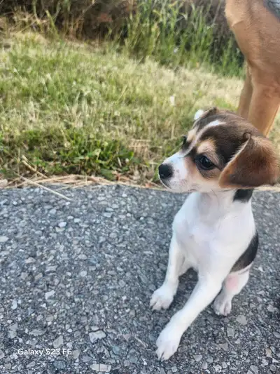 Beautiful female jack russell, View more