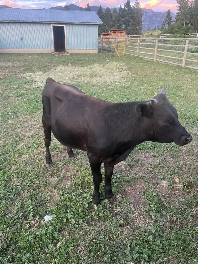 Jersey bull in Livestock in Nelson - Image 4