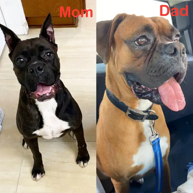 Purebred Boxer Puppies! - 4 Left in Dogs & Puppies for Rehoming in Mississauga / Peel Region - Image 11