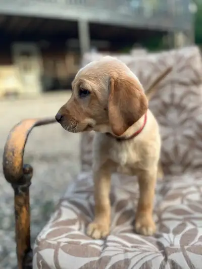 ❤️READY NOW!   BEAUTIFUL  LAB PUPPIES!, View more