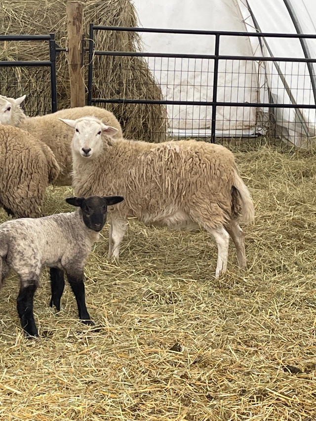Two bred ewe lambs  in Livestock in Quesnel - Image 2