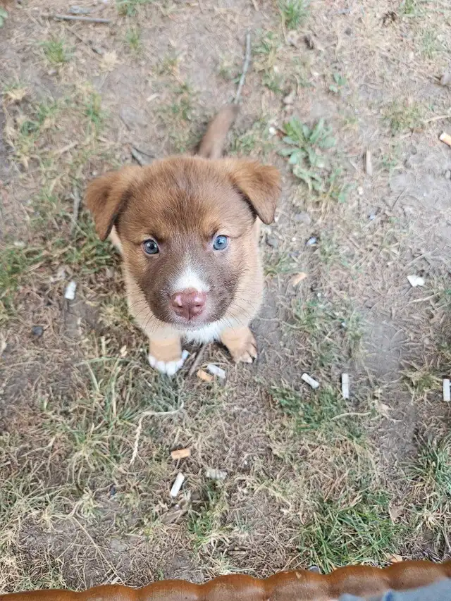 Puppies looking for a home in Dogs & Puppies for Rehoming in Kawartha Lakes - Image 2