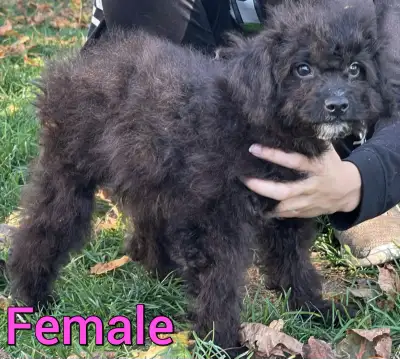 Toy Yorkiepoo puppies - approx. 10-15 lbs, View more