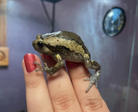 Chubby frog with terrarium 