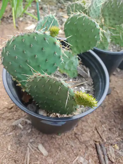 Canada cactus , View more